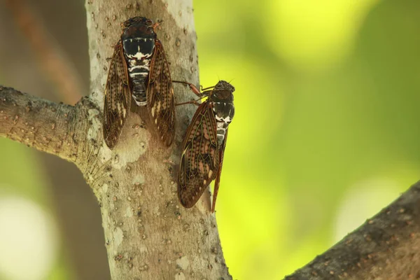 Cicadas Zittend Een Boom — Stockfoto