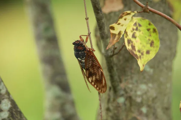 Cicadas Egy Fán — Stock Fotó