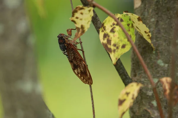 Cicadas Empoleirando Uma Árvore — Fotografia de Stock