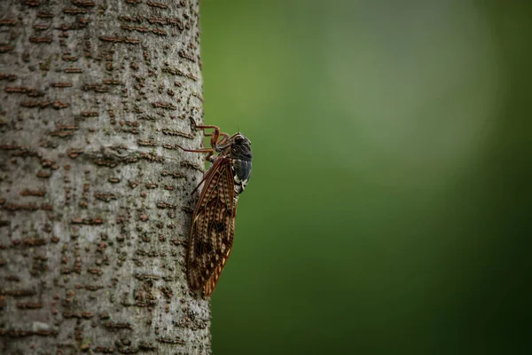 Ağustosböcekleri Ağaca Tünemiş — Stok fotoğraf