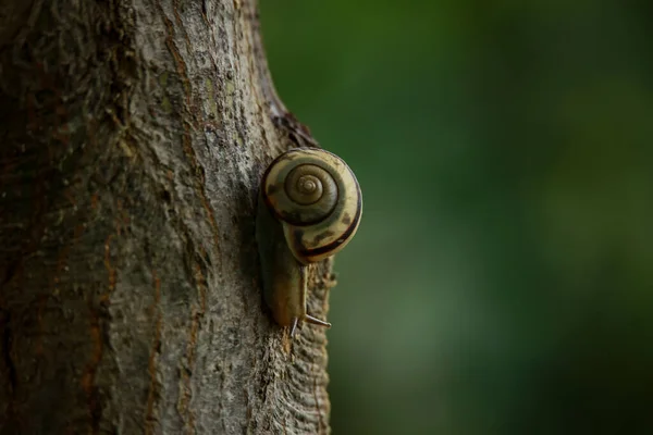 蜗牛爬在树上 — 图库照片