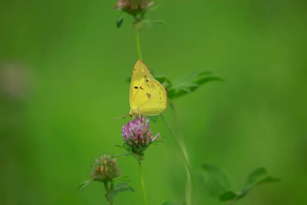 Colias Erate Perching Flower — Stock Photo, Image