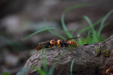 Ağaca tüneyen eşekarısı