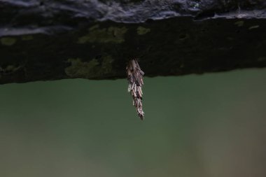 Ağaca yapışan kurtçuklar.