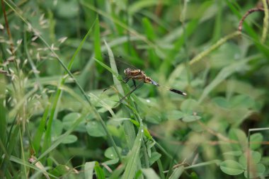 Yusufçuk bir yaprağa tünedi.