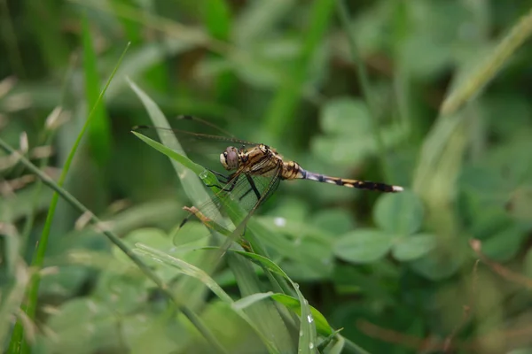 Libellule Perché Sur Une Feuille — Photo