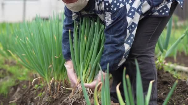 Mujeres Cosechando Cebollas Verdes — Vídeo de stock