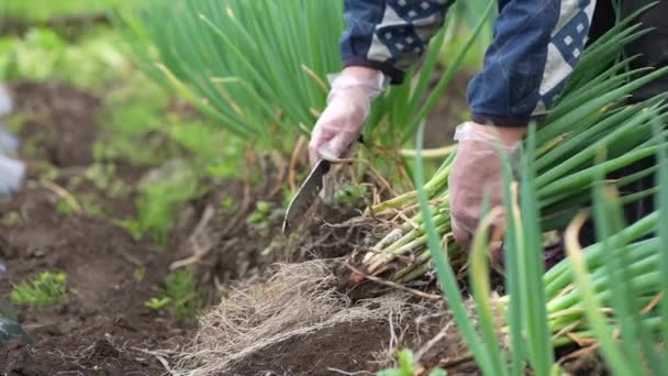 Mujeres Cosechando Cebollas Verdes — Vídeo de stock