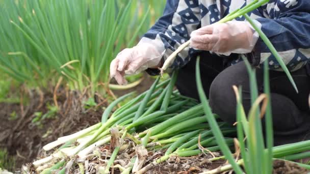 양파를 수확하는 여자들 — 비디오