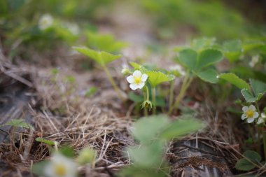 Tarladaki çilek çiçeklerinin resmi