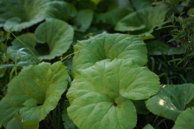 Yerel tereyağı yaprağının resmi