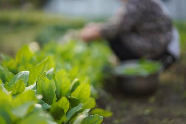 Ispanak toplayan bir kadın resmi