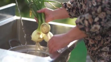 Hasat edilmiş soğanları yıkayan bir kadın.