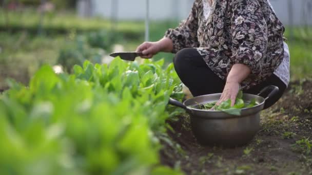 Image Woman Harvesting Spinach — Stock Video