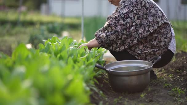 Imagen Una Mujer Cosechando Espinacas — Vídeo de stock