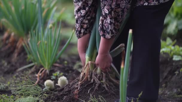 Mujeres Cosechando Cebollas Verdes — Vídeo de stock
