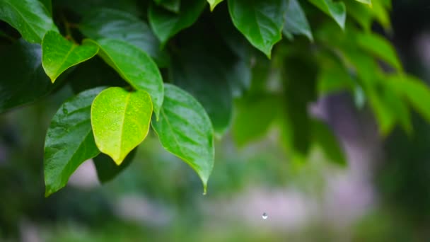 Persimmon Leaves Getting Wet Rain — 图库视频影像