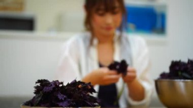 Woman picking red perilla leaves