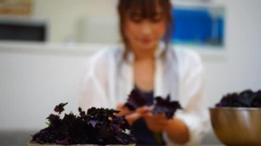 Woman picking red perilla leaves