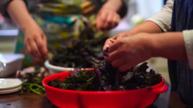 Woman picking red perilla leaves