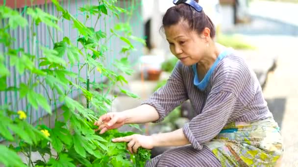 Image Woman Harvesting Shiso – Stock-video