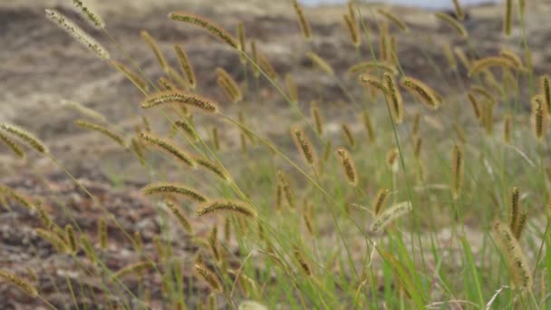 Coda Volpe Verde Ondeggiante Nel Vento — Video Stock