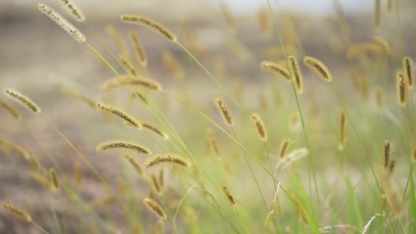 Green Foxtail Swaying Wind — Video