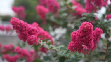 Kırık mersin rüzgarda sallanıyor