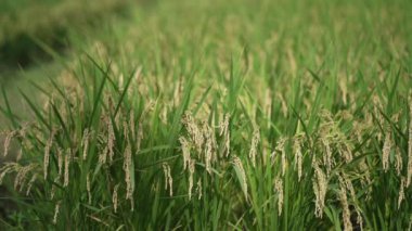 Rüzgarda sallanan pirinç kulağı