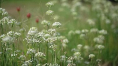 Rüzgarda sallanan çiçekler