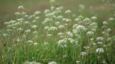 Rüzgarda sallanan çiçekler