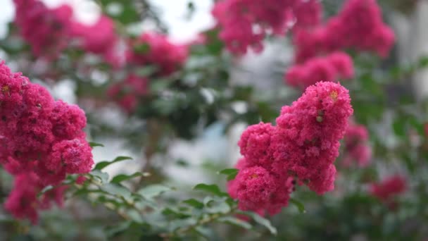 Crape Myrtle Houpající Větru — Stock video