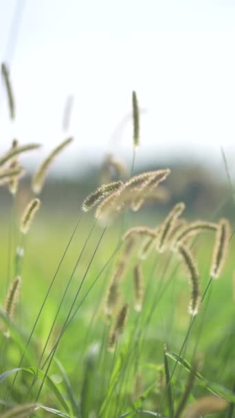 Green Foxtail Swaying Wind — Vídeos de Stock