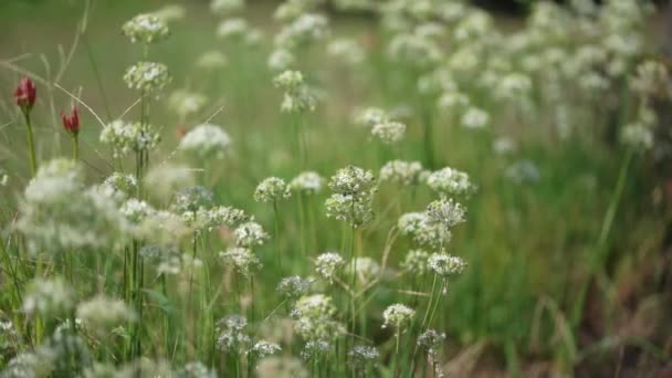 Flowers Swaying Wind — Stock Video