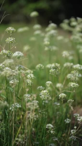 Flowers Swaying Wind — Stock Video