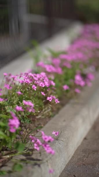 花坛上盛开的花 — 图库视频影像