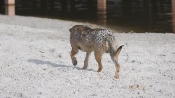 Stray Dog Running Beach Search Food Itchy Fleas — Stockvideo