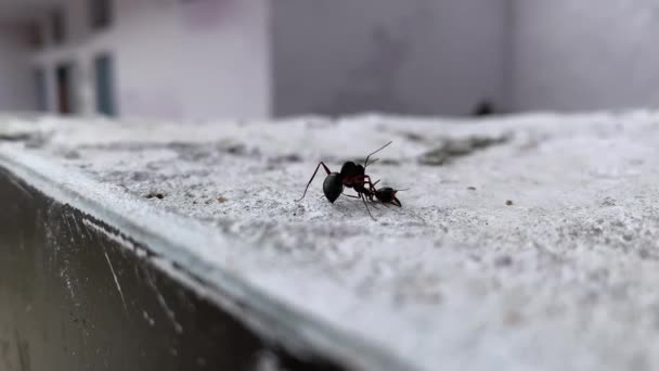 Dva Černé Mravenci Bojové Sekvence Video Bílém Povrchu — Stock video