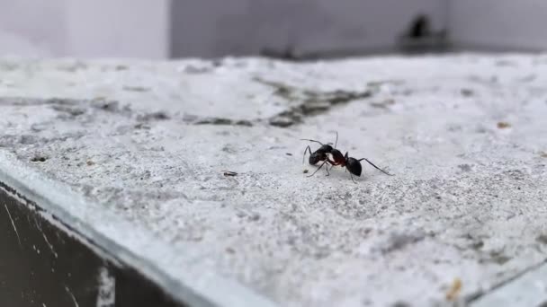 Dos Hormigas Negras Peleando Secuencia Vídeo Superficie Blanca — Vídeos de Stock