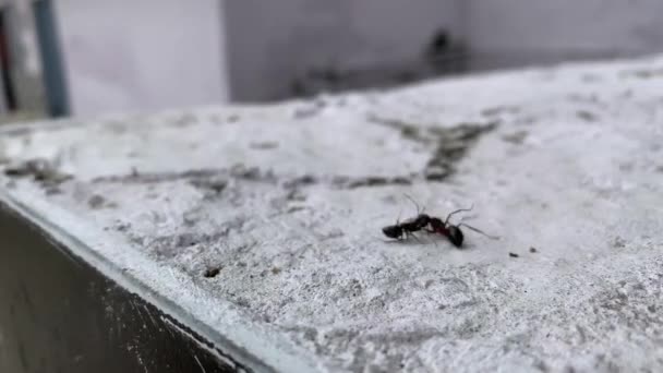 Güçlü Siyah Karınca Gerçek Dövüş Videosunda Bacağını Çıkardı — Stok video