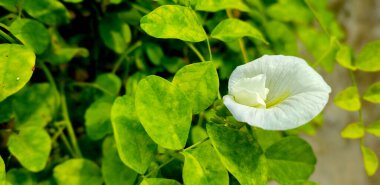 Beyaz / Mavi / Mor kelebek bezelye çiçeği yakından, Asyalı güvercin kanatları (Klitoria ternatea) yeşil yaprak arka planda