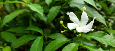 Gardenya Crape Jasmine 'in beyaz çiçek resmine odaklan. (Bilimsel adı Tabernaemontana pandacaqui Lam).