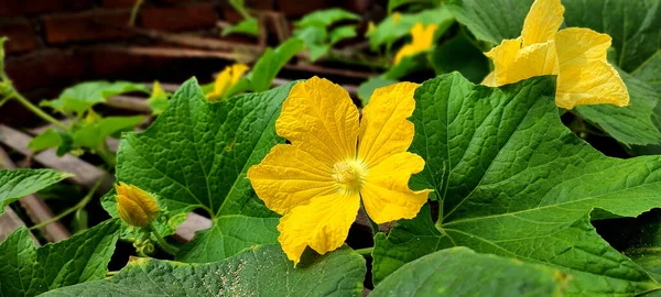 Flor Fresca Amarela Cabaça Das Cinzas Vegetal Sazonal Também Chamado — Fotografia de Stock