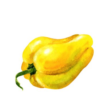 Sarı biber biberi. Beyaz arkaplanda suluboya çizimi.