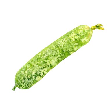 Uzun salatalık. Beyaz arkaplanda suluboya çizimi.