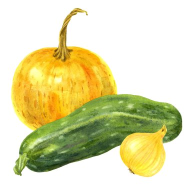 Beyaz arka planda üç suluboya sebze, balkabağı, kabak ve soğan.