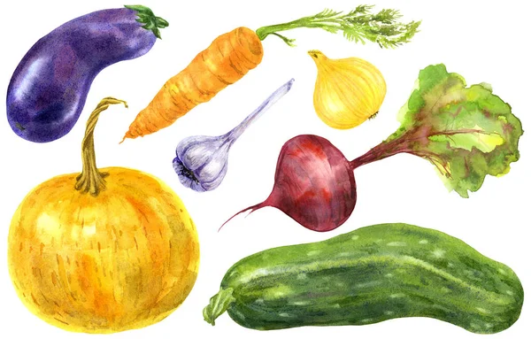 Ensemble de légumes de jardin colorés. Illustration aquarelle dessinée à la main — Photo