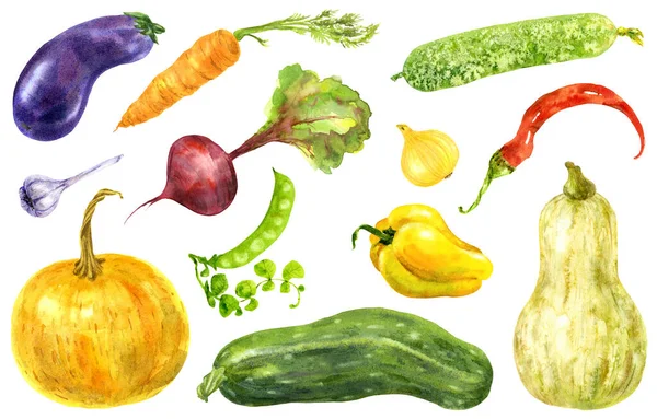 Ensemble de légumes de jardin. Illustration aquarelle dessinée à la main — Photo