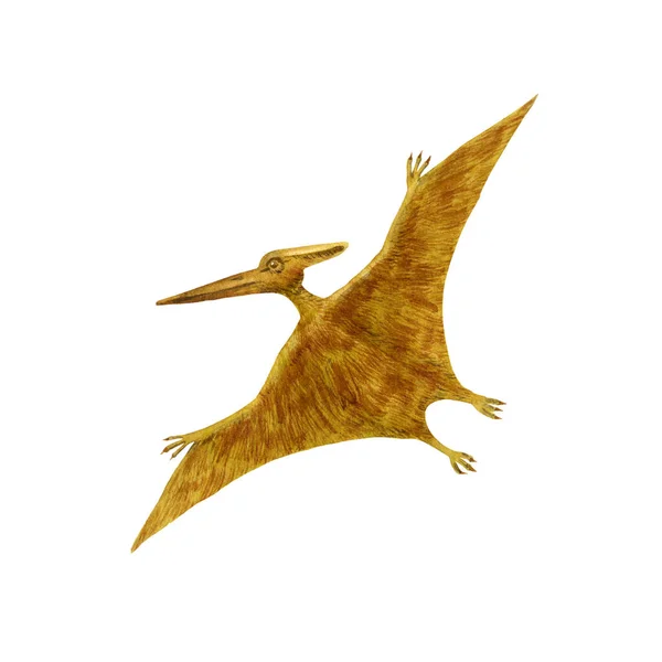 Pteranodon illustration. Brown flying predator isolated on white. Watercolor image — Stock Photo, Image