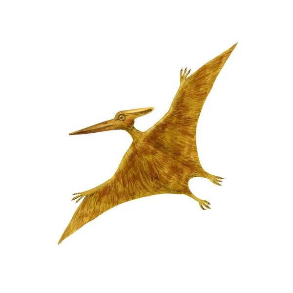 Pteranodon illüstrasyonu. Kahverengi uçan yırtıcı beyazda izole edilmiş. Suluboya resmi